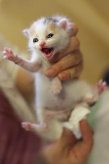 たまねこのブログ