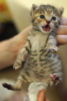 たまねこのブログ