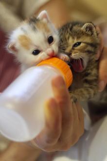 たまねこのブログ