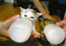 たまねこのブログ