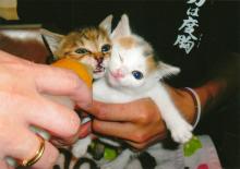 たまねこのブログ