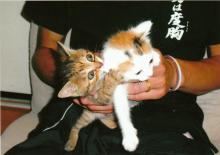 たまねこのブログ