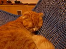 たまねこのブログ