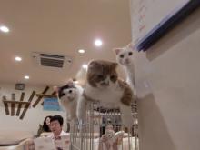 たまねこのブログ