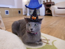 たまねこのブログ