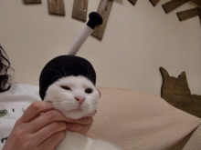 たまねこのブログ