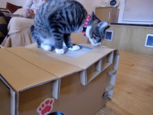 たまねこのブログ