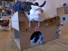 たまねこのブログ