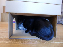 たまねこのブログ