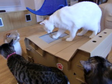たまねこのブログ
