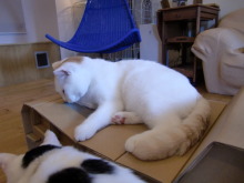たまねこのブログ