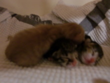 たまねこのブログ