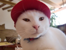 たまねこのブログ