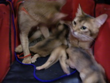 たまねこのブログ
