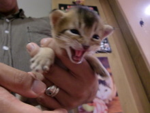 たまねこのブログ