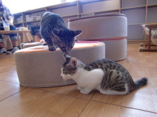 たまねこのブログ