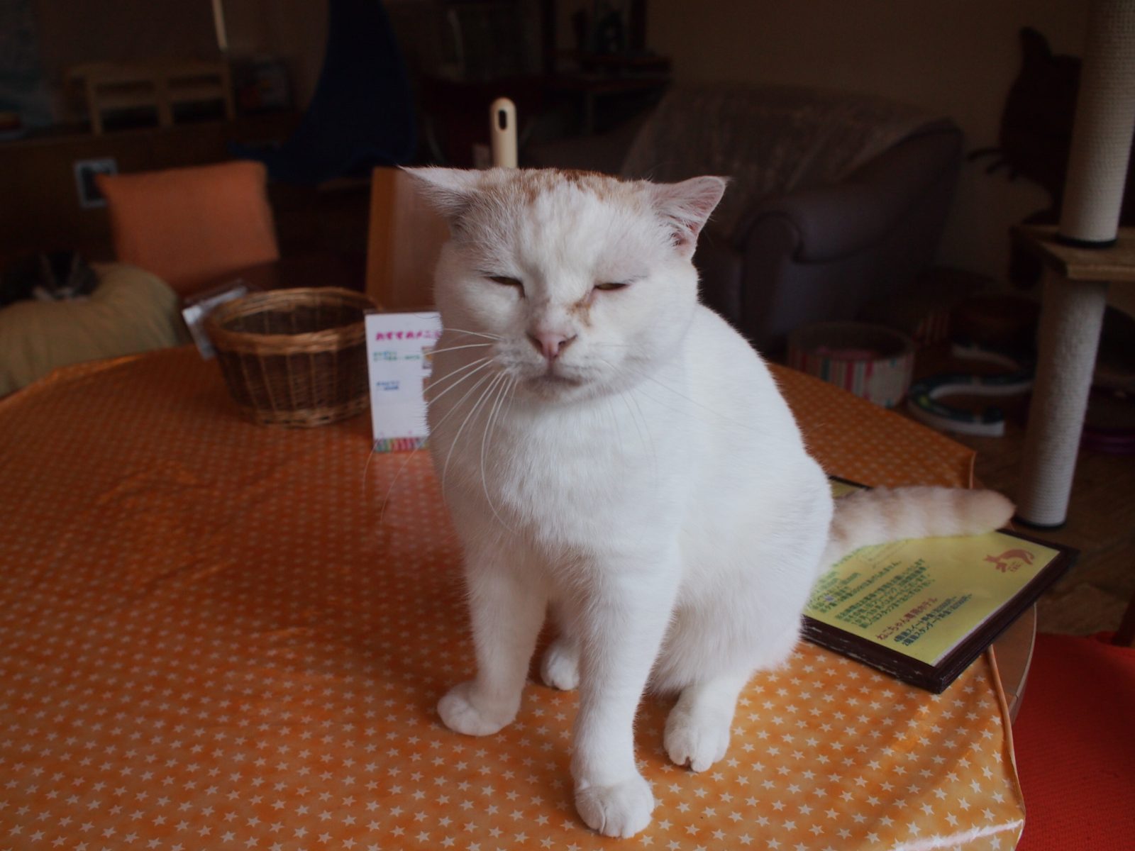 にゃんこ先生は愛されキャラ♪ | 多摩センターのねこカフェ「たまねこ」