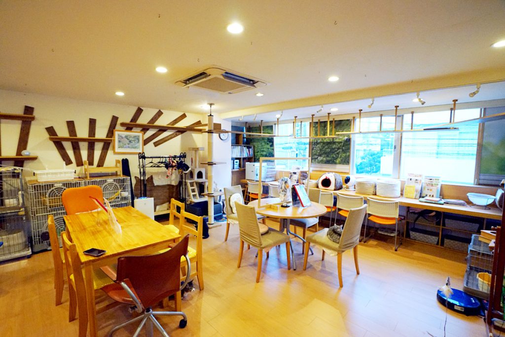 たまねこ 店内の紹介 | たまねこのご案内 | 多摩センターのねこカフェ「たまねこ」