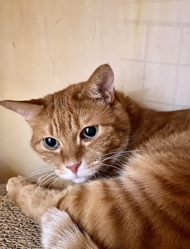 かわいいホテルのお客様by茶トランず 多摩センターのねこカフェ たまねこ